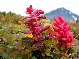 Attēlu rezultāti vaicājumam “Exobasidium vaccinii”