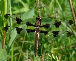 Attēlu rezultāti vaicājumam “Comatricha pulchella stalked”