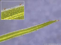 Attēlu rezultāti vaicājumam “Najas flexilis”