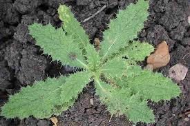 Attēlu rezultāti vaicājumam “Cirsium vulgare leaf”
