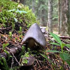 Attēlu rezultāti vaicājumam “Tricholoma sp.”