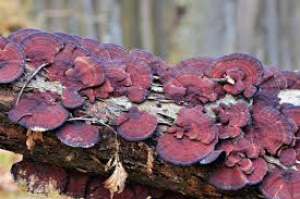 Attēlu rezultāti vaicājumam “Didymium xanthopus”