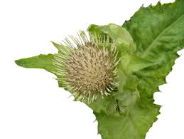 Attēlu rezultāti vaicājumam “Cirsium oleraceum leaf”