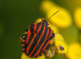 Attēlu rezultāti vaicājumam “Graphosoma lineatum imago”