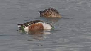 Attēlu rezultāti vaicājumam “Anas clypeata male”