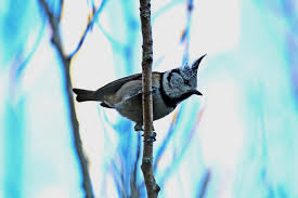 Attēlu rezultāti vaicājumam “Lophophanes cristatus adult”