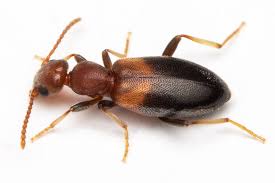 Attēlu rezultāti vaicājumam “Anthicidae”