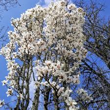 Attēlu rezultāti vaicājumam “Magnolia cylindrica flower”