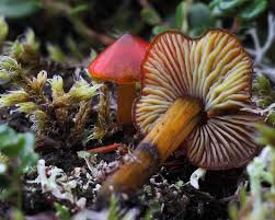 Attēlu rezultāti vaicājumam “Hygrocybe sp.”
