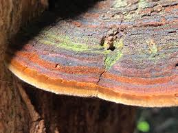 Attēlu rezultāti vaicājumam “Ophiotheca chrysosperma macro”