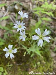 Attēlu rezultāti vaicājumam “Cerastium arvense flower”