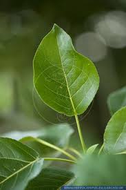 Attēlu rezultāti vaicājumam “Populus x berolinensis”