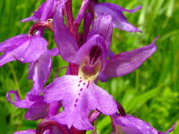 Attēlu rezultāti vaicājumam “Orchis mascula bud”
