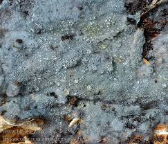 Attēlu rezultāti vaicājumam “Byssocorticium atrovirens”