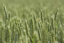 Attēlu rezultāti vaicājumam “Triticum aestivum”