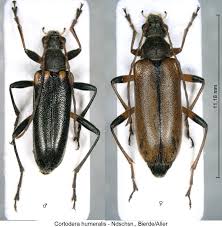 Attēlu rezultāti vaicājumam “Cortodera femorata”