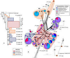 Attēlu rezultāti vaicājumam “Pseudocalliergon turgescens”