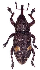 Attēlu rezultāti vaicājumam “Pissodes piniphilus”