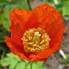 Image result for Meconopsis cambrica