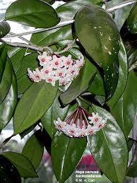 Attēlu rezultāti vaicājumam “Asclepiadaceae”