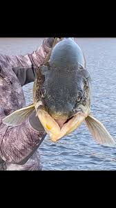 Image result for Salvelinus namaycush