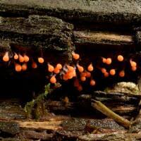 Attēlu rezultāti vaicājumam “Hemitrichia lutescens”