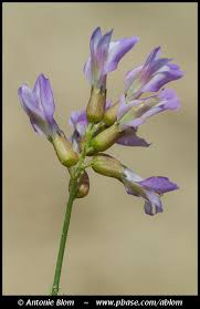 Attēlu rezultāti vaicājumam “Astragalus arenarius leaf”