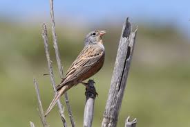Image result for Emberiza caesia