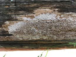 Attēlu rezultāti vaicājumam “Antrodia sinuosa”