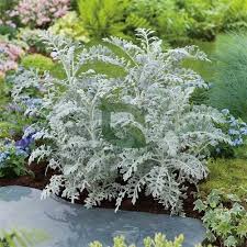Image result for Cineraria maritima