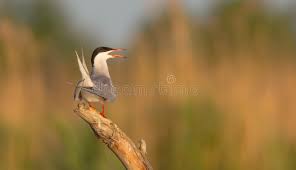 Attēlu rezultāti vaicājumam “Sterna hirundo adult”