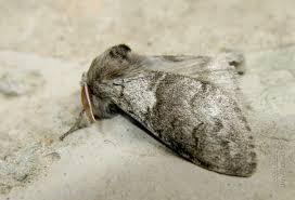 Attēlu rezultāti vaicājumam “Calliteara pudibunda”