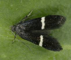 Attēlu rezultāti vaicājumam “Gelechia scotinella”