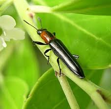 Attēlu rezultāti vaicājumam “Erotylidae”