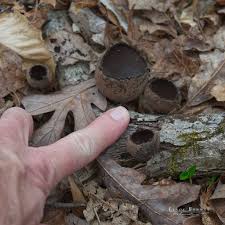 Attēlu rezultāti vaicājumam “Craterium sp.”
