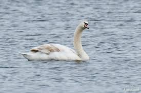 Attēlu rezultāti vaicājumam “Cygnus olor juvenile”