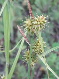 Attēlu rezultāti vaicājumam “Carex flava”