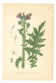 Attēlu rezultāti vaicājumam “Carduus crispus leaf”