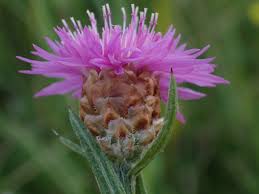 Attēlu rezultāti vaicājumam “Centaurea jacea leaf”