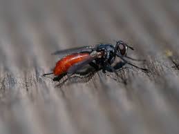 Attēlu rezultāti vaicājumam “Tachinidae”