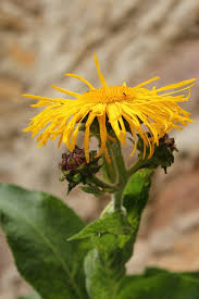 Image result for Inula hirta