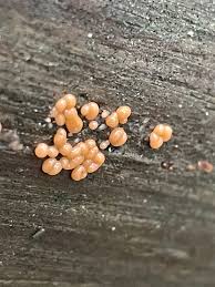 Attēlu rezultāti vaicājumam “Ophiotheca chrysosperma macro”