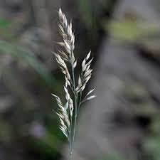 Attēlu rezultāti vaicājumam “Holcus mollis”