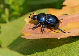 Attēlu rezultāti vaicājumam “Korynetes caeruleus”