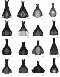 Attēlu rezultāti vaicājumam “Diphyus latebricola”