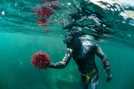 Image result for Wyndley NSC Snorkelling Club