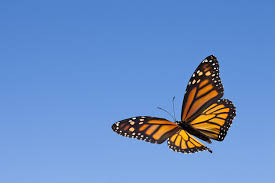 Image result for monarch butterfly