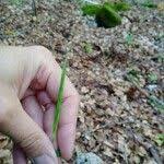 Attēlu rezultāti vaicājumam “Hordelymus europaeus fruit”