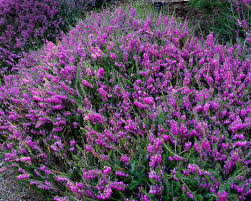 Attēlu rezultāti vaicājumam “Erica x darleyensis flower”