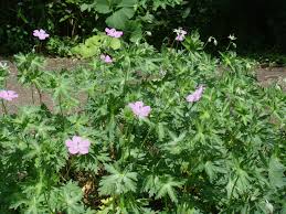 Attēlu rezultāti vaicājumam “Geranium palustre leaf”